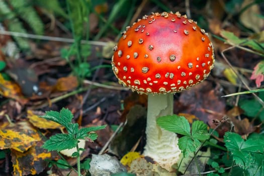 Mushroom fly agaric in the forest against the autumn foliage