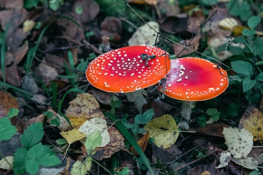 Amanita muscaria mushroom in the forest in autumn