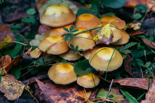 group of honey agaric on a stump among green moss in the forest in autumn. Growing edible mushrooms. Armillaria, mellea close up