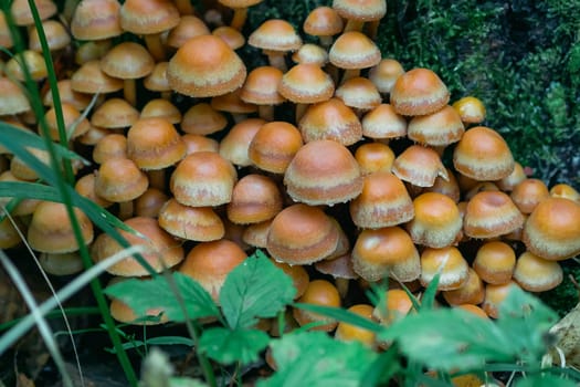 group of honey agaric on a stump among green moss in the forest in autumn. Growing edible mushrooms. Armillaria, mellea close up