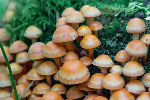 group of honey agaric on a stump among green moss in the forest in autumn. Growing edible mushrooms. Armillaria, mellea close up