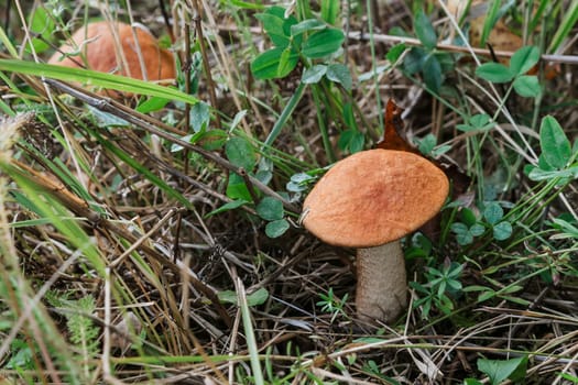 two aspen trees in the grass. Growing edible mushrooms close-up