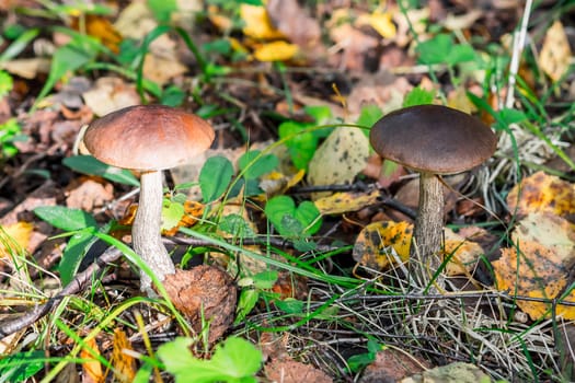 two birch mushroom on the field in summer in the grass and foliage in the sun. Edible mushroom close-up
