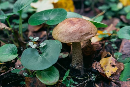 birch mushroom in the forest in the grass and leaves. Edible mushroom with brown hat dietary tasty growing close-up