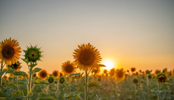 Field sunflowers in the warm light of the setting sun. Summer time. Concept agriculture oil production growing