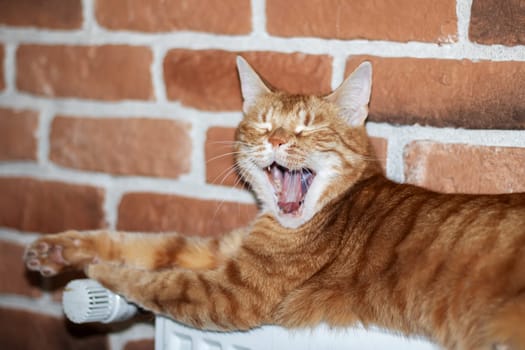 A Felidae carnivore, the Cat lays on a warm radiator with a brick wall in the background. Its fawn fur blends with the brickwork, whiskers twitching as it rests, tail curled