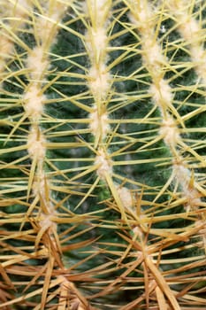 A macro photograph showcasing the intricate details of a terrestrial plant with electric blue flowers, thorns, spines, and prickles. The closeup shot captures the beauty and artistry of nature