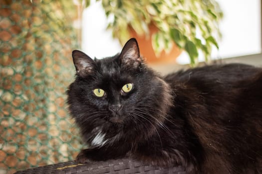 A closeup of a domestic shorthaired cat, a small to mediumsized carnivorous mammal in the Felidae family. It has black and white fur, yellow eyes with narrow pupils, and whiskers on its snout