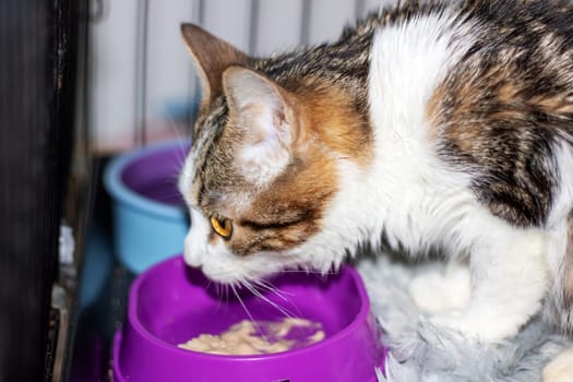 A domestic shorthaired Felidae, a small to mediumsized carnivorous cat, is eating from a pink bowl with whiskers and a snout from a pet supply store