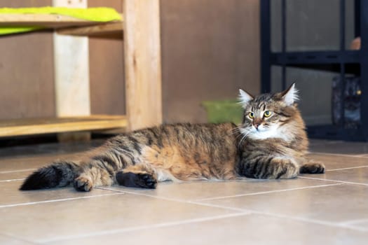 Playful gray shaggy cat at home close up