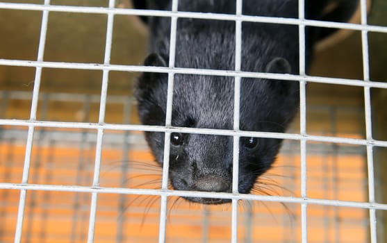 Fur farm. A black mink in a cage looks through the bars.