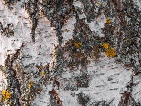 texture of the tree bark of a birch close up