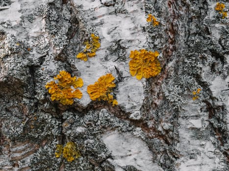 old birch bark texture with moss close-up
