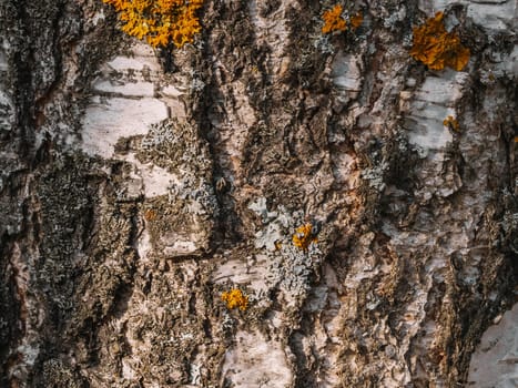texture of the tree bark of a birch close up