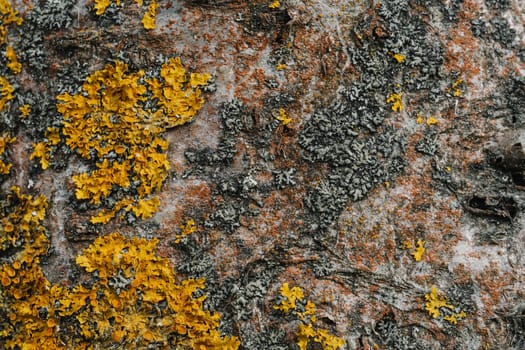 texture of the tree bark of a birch close up
