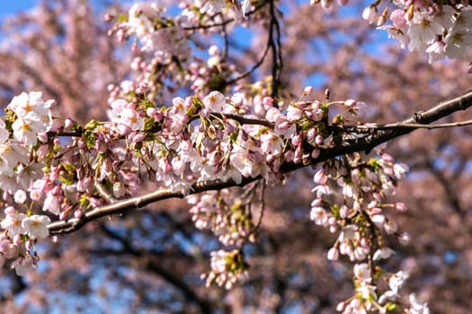 Cherry Blossom in Langelinie park on a beautiful spring day. Sakura festival. Copenhagen, Denmark