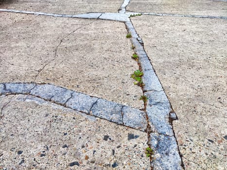 Background, texture of concrete slab on a sidewalk or road. Cracked Concrete Sidewalk With Emerging Plant Life