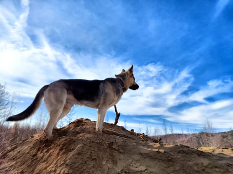 Dog German Shepherd in autumn day and green, yellow mountain nature around. Waiting eastern European dog veo and colorful landscape