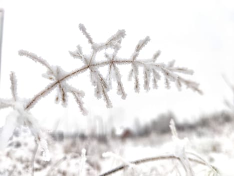 Winter Wonderland With Frost-Covered Grass and Snowy Backdrop. Frost clings to grass on snowy field