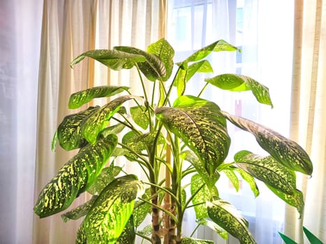 Dieffenbachia plant in a pot on a stool by the window. Retro interior in light colors. Background with plant with green leaves and fabric