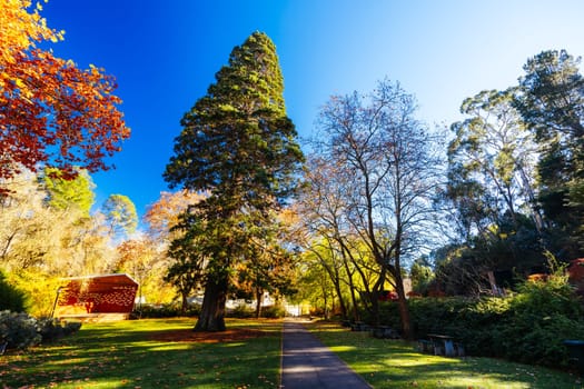 HEPBURN, AUSTRALIA - MAY 12 2024: Landscape around Hepburn Springs Reserve on a cool late autumn morning in Hepburn, Victoria, Australia