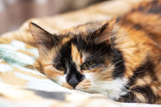 A felidae, small to mediumsized cat with calico fur is lounging on a couch, its head turned to look directly at the camera with curious whiskers and a cute snout