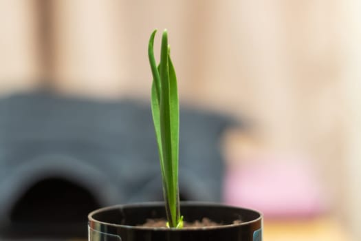 A small houseplant is sprouting from an automotive tire in the form of a flowering plant. It is standing out in a unique way as it grows from an unconventional container