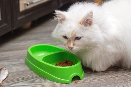 A Felidae carnivore, the white cat with whiskers is eating food from a green bowl. This small to mediumsized mammal is a popular pet supply, known for its keen vision care