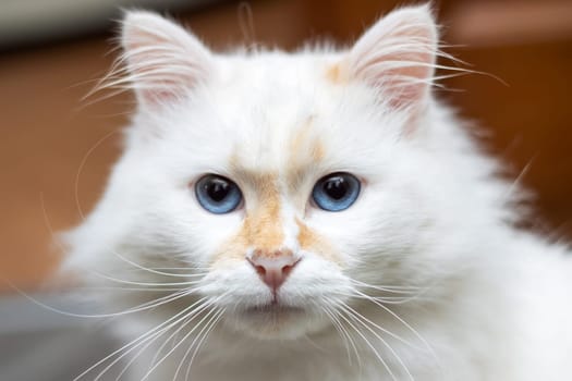 A closeup of a small to mediumsized Felidae cat with blue iris eyes, white fur, whiskers and fawn snout, staring out a window