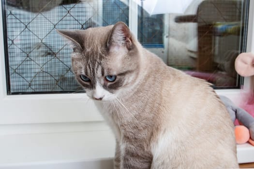 A Felidae with striking blue eyes gazes out of a window. This small to mediumsized carnivore, with whiskers and a fawncolored snout, enjoys the view through the mesh