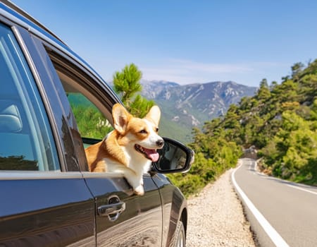 Sunny summer day on an empty mountain road. A happy corgi dog leans out of the window of a black car. AI generated