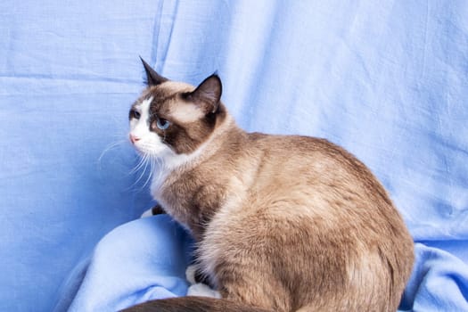 Gray cat with blue eyes portrait on blue background close up