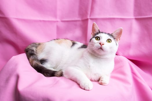 Funny White Kitten at home, portrait close up