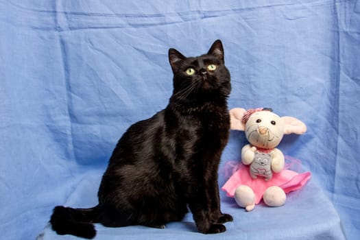 Cute black cat on blue background, close up portrait