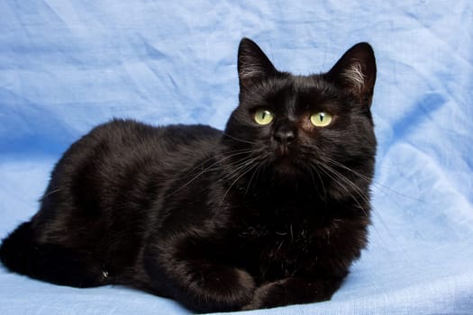 Cute black cat on blue background, close up portrait