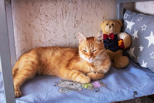 Cute ginger cat sleeping on bed close up