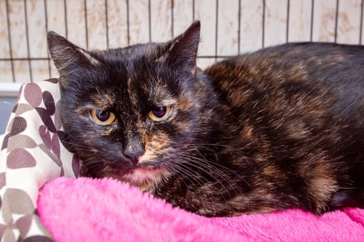 Black cat with whiskers in cage on pink blanket close up