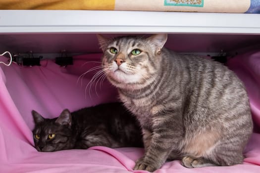 Two gray cats on a pink bed close up