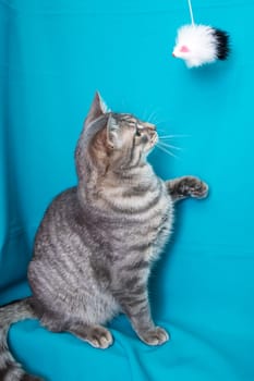 Gray cat with yellow eyes portrait on blue background close up