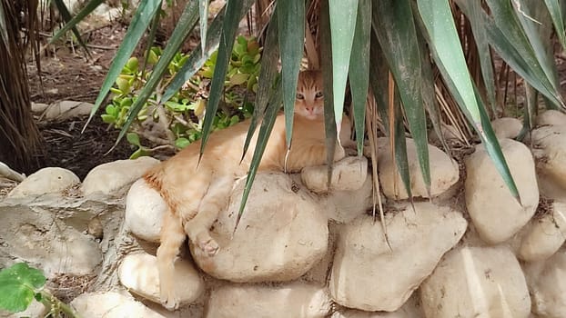 Ginger red cat outdoors, pets, animal street nature. High quality photo