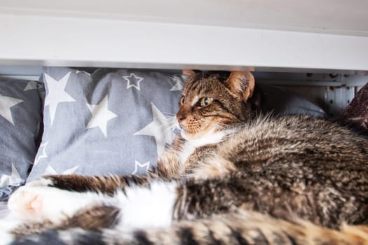 Cat with whiskers laying comfortably under a table close up