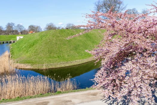 Cherry Blossom in Langelinie park on a beautiful spring day. Sakura festival. Copenhagen, Denmark