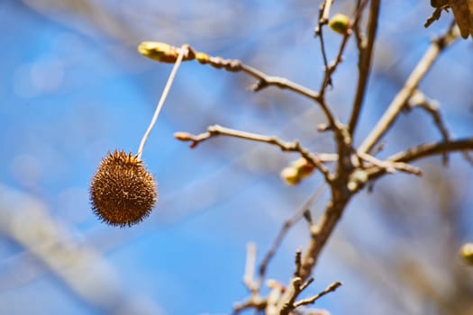 Delicate seed pod in focus against a blurred blue sky, symbolizing spring's renewal at Fort Wayne, Indiana.
