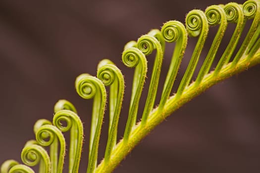 Unfolding new cycad leaves anounces the new season