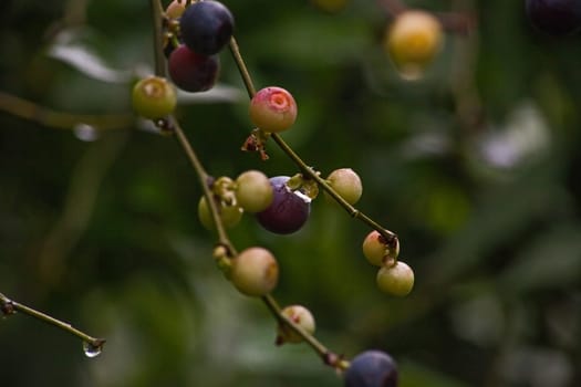 Blueberries (Vaccinium caesariense) naturally ripening on the plant