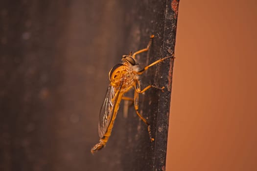 The South African Robber Fly genus Synolcus has thirteen different species