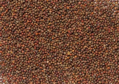 Scattered cabbage seeds, top view. Full frame