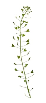Stem of Capsella plant with white flowers and green leaves on isolated background