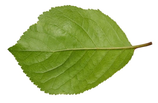 Green cherry leaf on white isolated background, close up