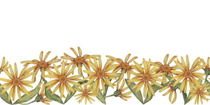 Arnica montana seamless border, ribbon clipart. Watercolor, hand drawn wolfsbane yellow flowers. Floral illustration for packaging, washi tape, labels, gift, beauty, banner, cosmetics, herbal medicine